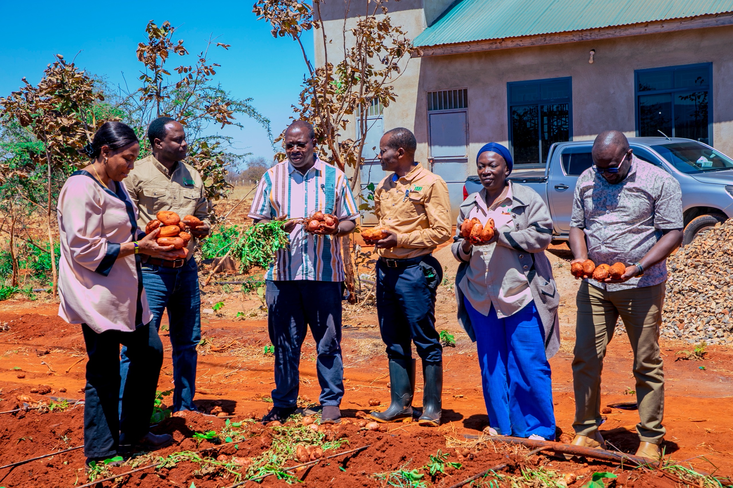 FIRST IRISH POTATO TRIAL IN DODOMA SHOWS PROMISING RESULTS